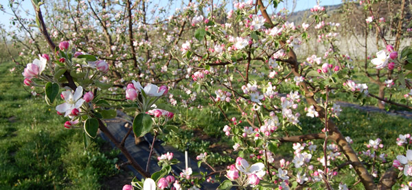 Heirloom Orchards Blossom Season