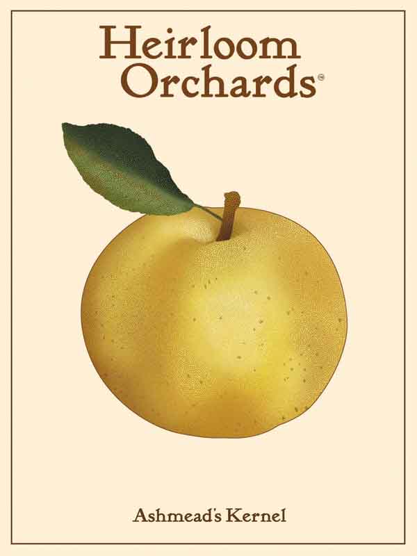 Ashmead's Kernel