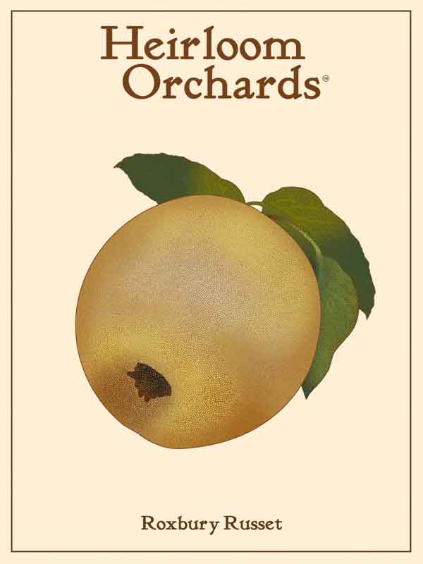 Roxbury Russet