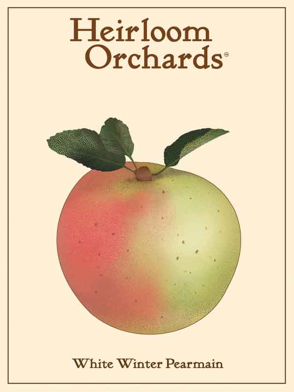 White Winter Pearmain