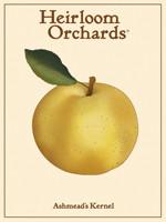 Ashmead's Kernel