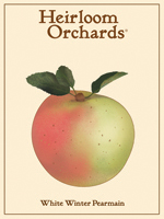 White Winter Pearmain