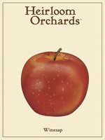 Winesap
